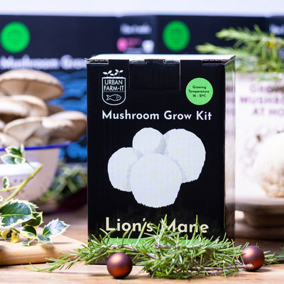 Lion's Mane Mushroom Growing Kit