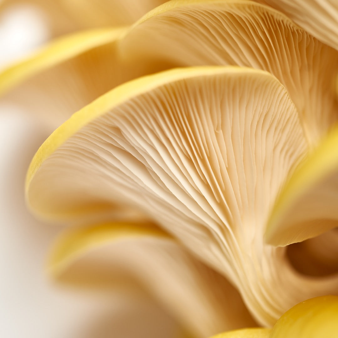 Yellow-Gold Oyster Mushroom Growing Kit