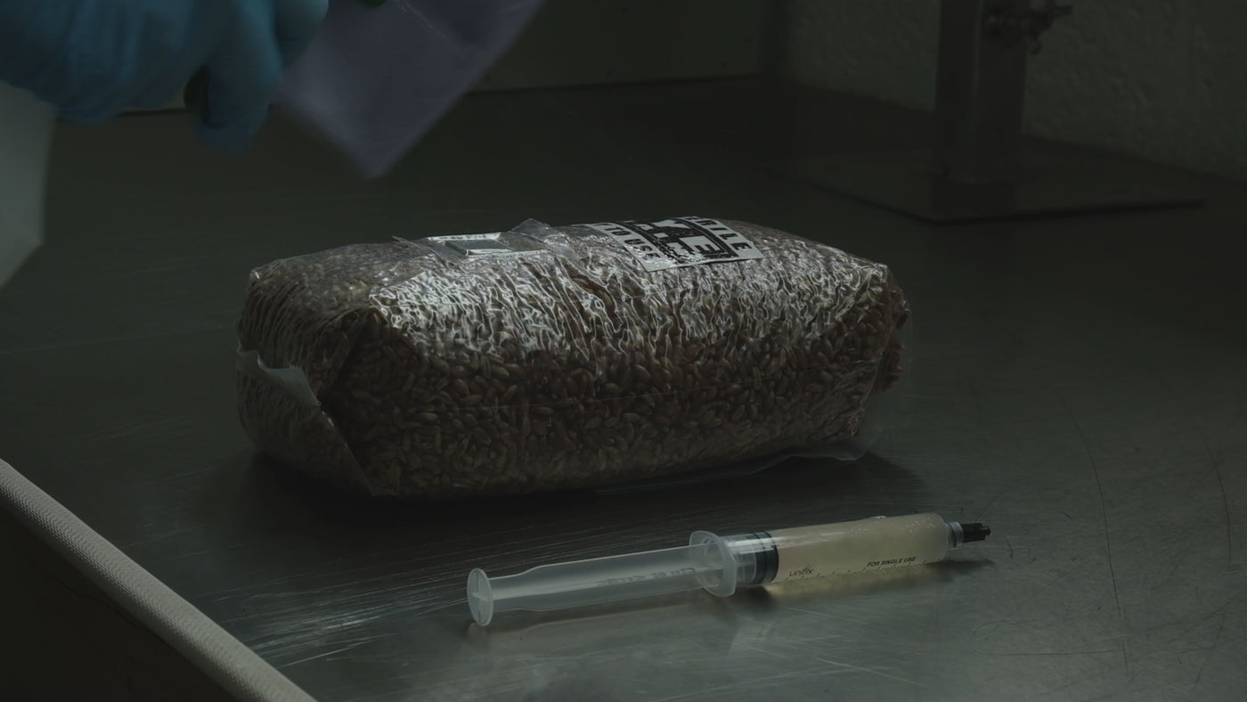 Sterile Rye Grain