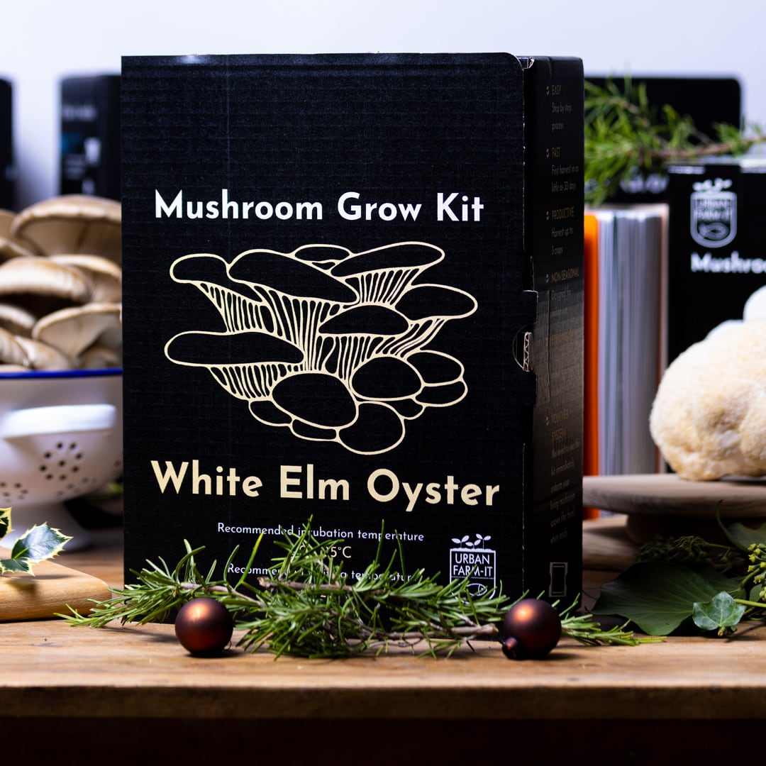 White Elm Oyster Mushroom Growing Kit