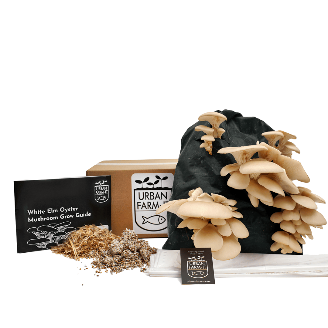 White Elm Oyster Mushroom Growing Kit