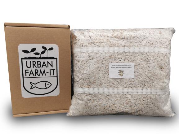 Blue-Grey Oyster Grain Spawn (60g) - Gift Kit Spawn