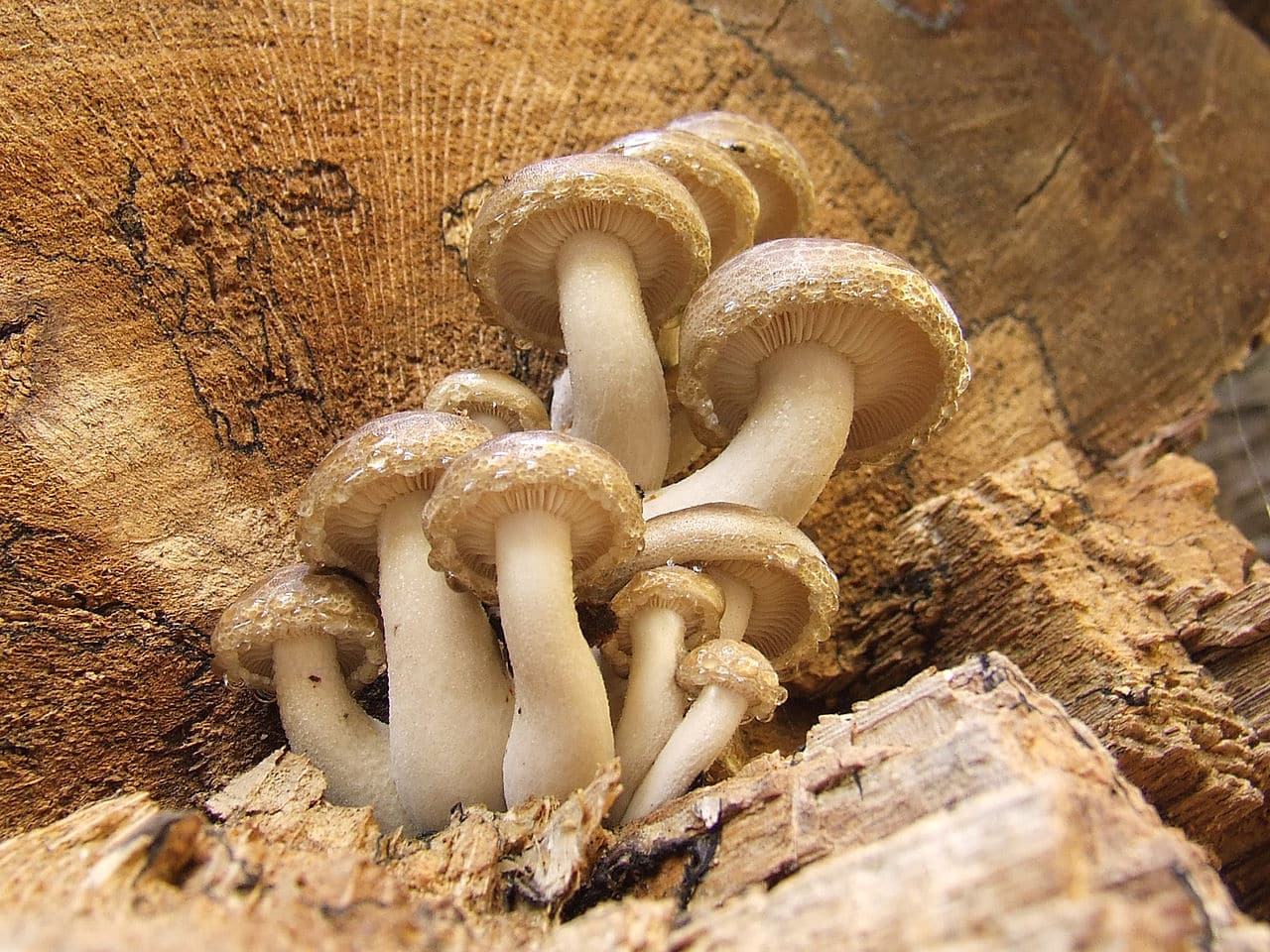 M4776 Hypsizygus ulmarius, syn. Lyophyllum ulmarium - Spawn - 5L bag