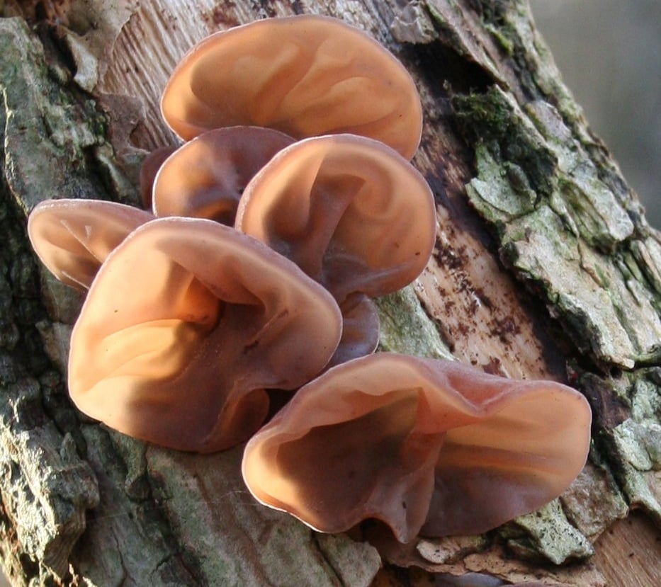M9610 Auricularia auricula-judae - Spawn - 1L bag