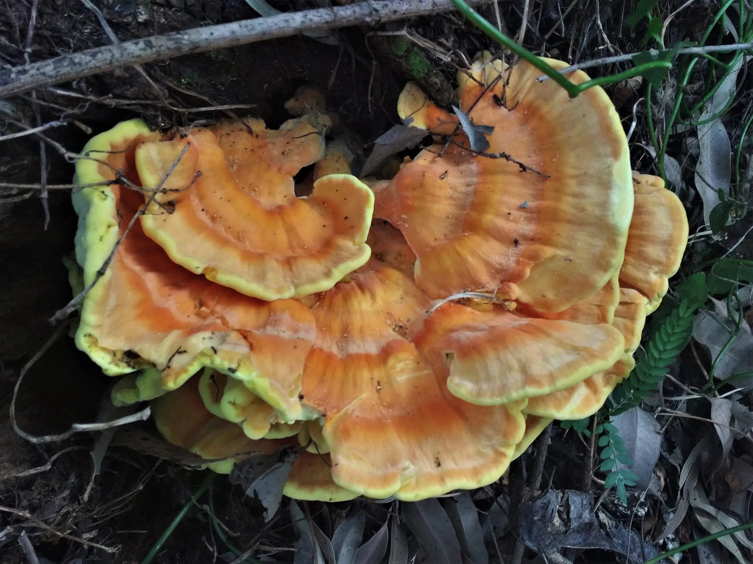 M9800 Laetiporus sulphureus - Wood Plugs - 1000pcs
