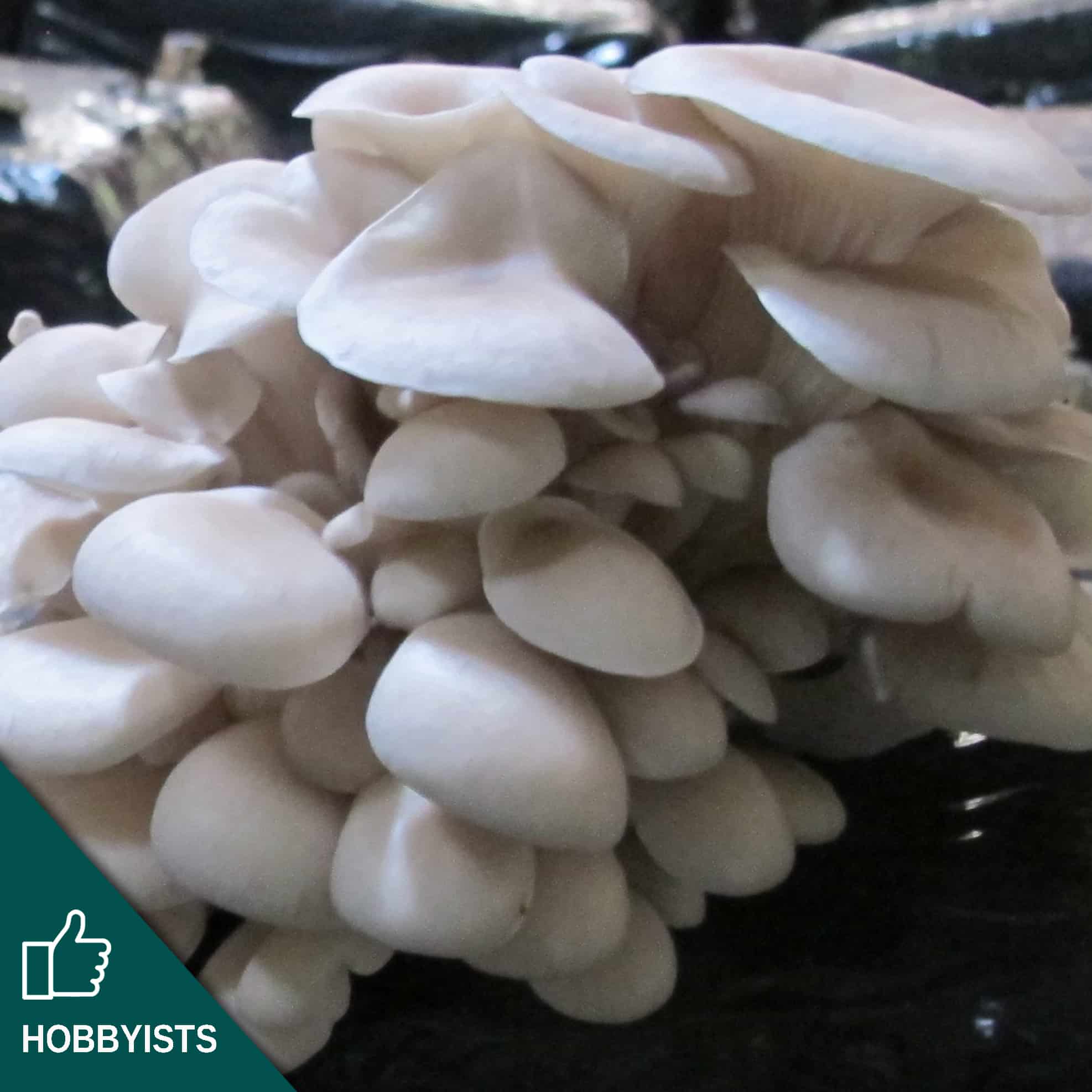 M2125 Pleurotus ostreatus var. florida - Wood plugs - 1000 pcs