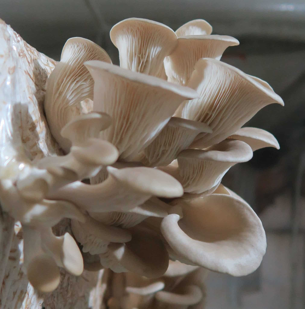 https://urban-farm-it.com/cdn/shop/products/M2153-Pleurotus-ostreatus-scaled-1_1024x1024.jpg?v=1682182354