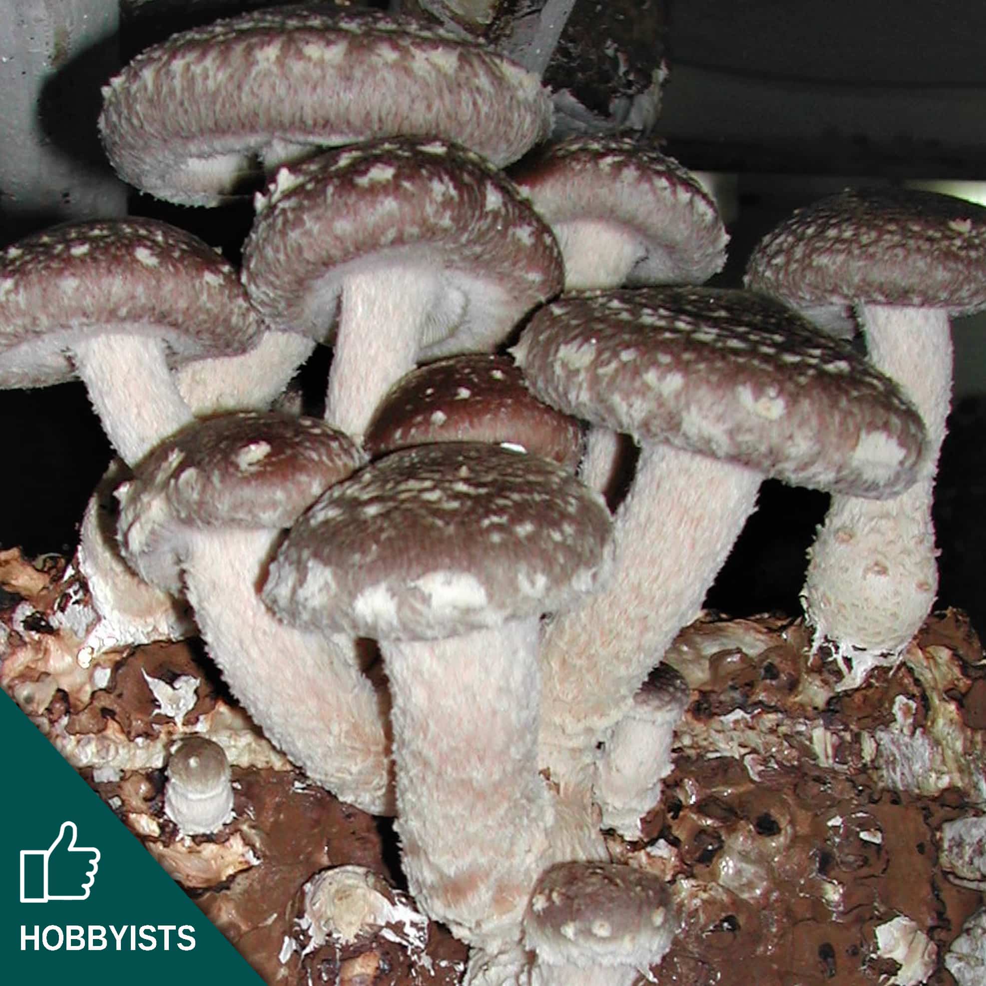 M3770 Lentinula edodes - Spawn - 1L bag