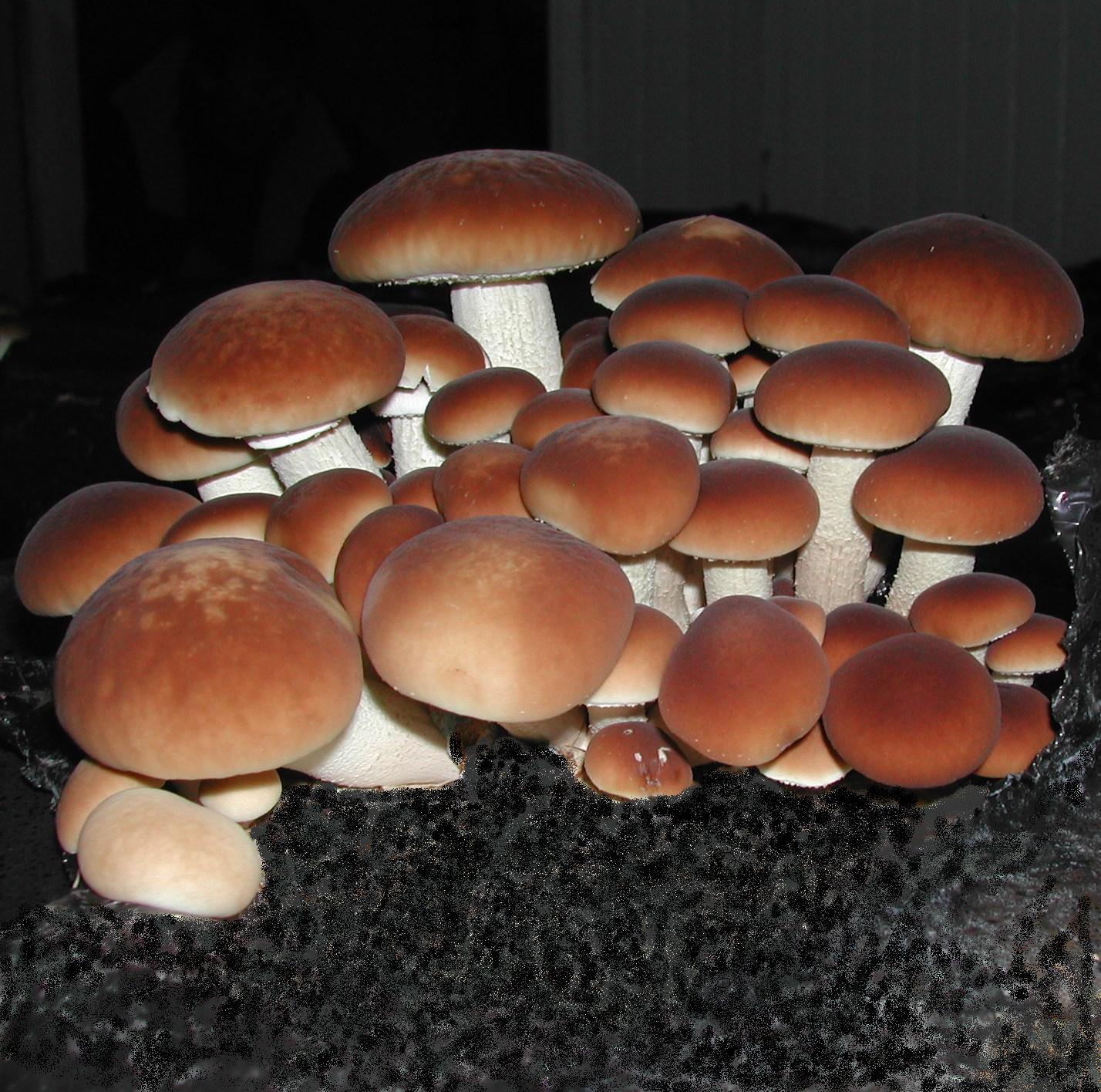M4101 Cyclocybe aegerita - Spawn - 5L bag