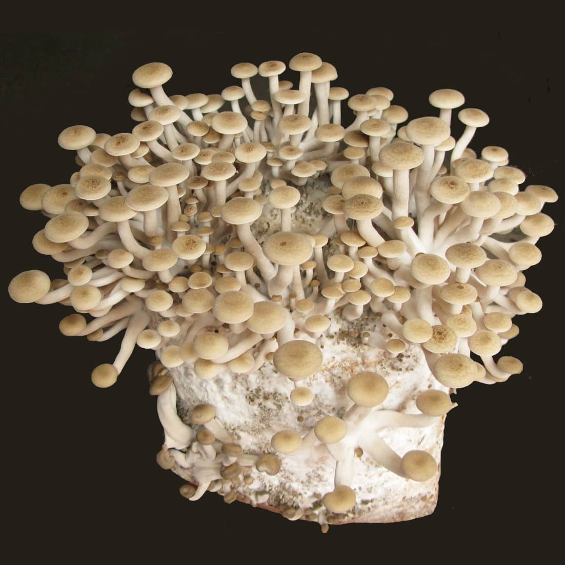 M4780 Hypsizygus tessulatus - Wood plugs - 1000 pcs