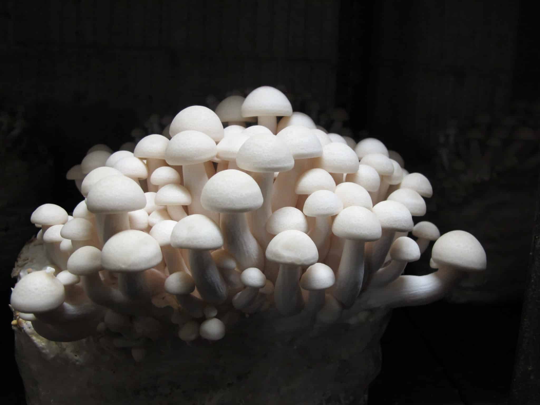 M4786 Hypsizygus tessulatus - Spawn - 5L bag
