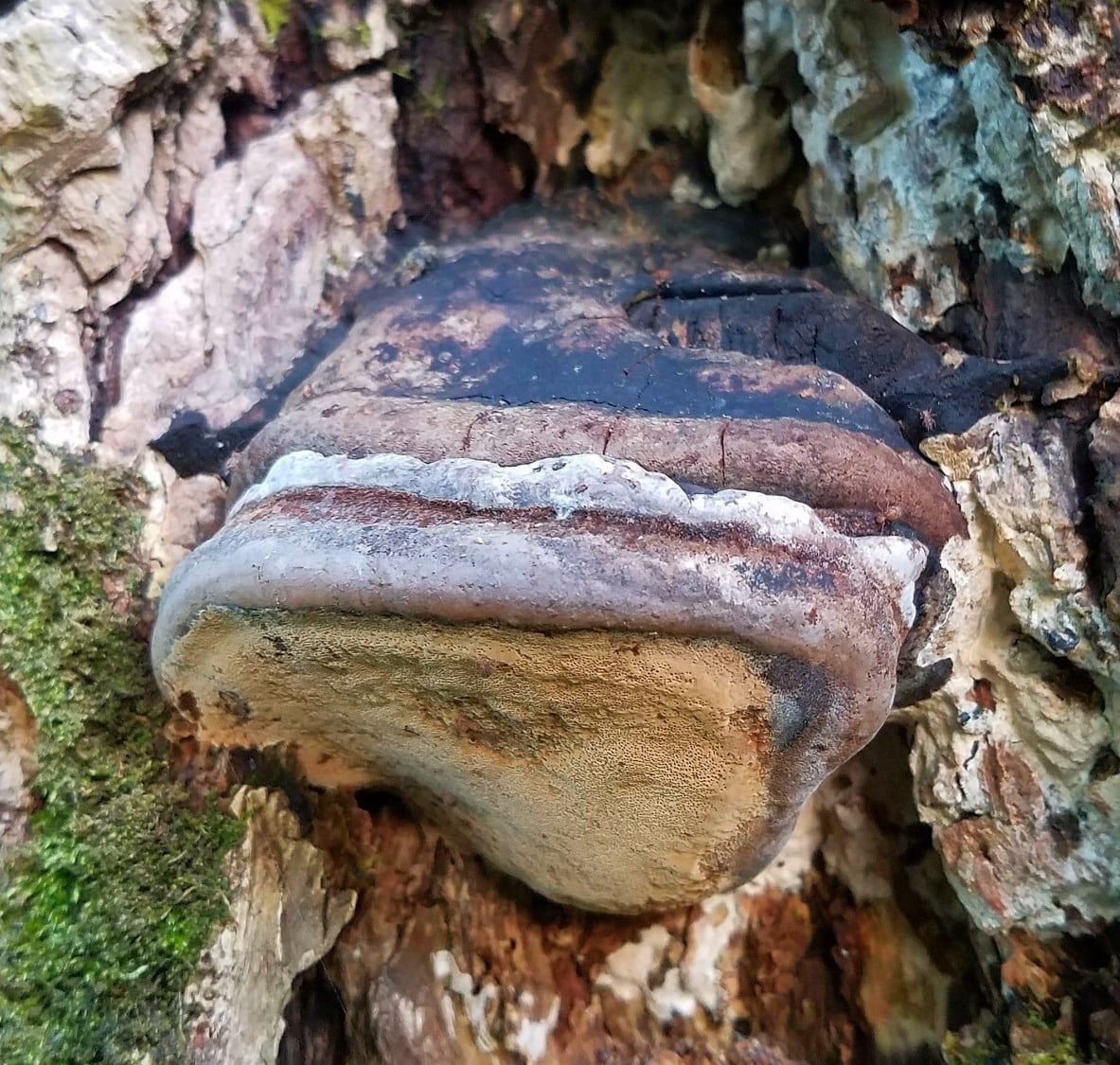 M9750 Tropicoporus linteus (syn. Phellinus linteus) - Spawn - 5L bag