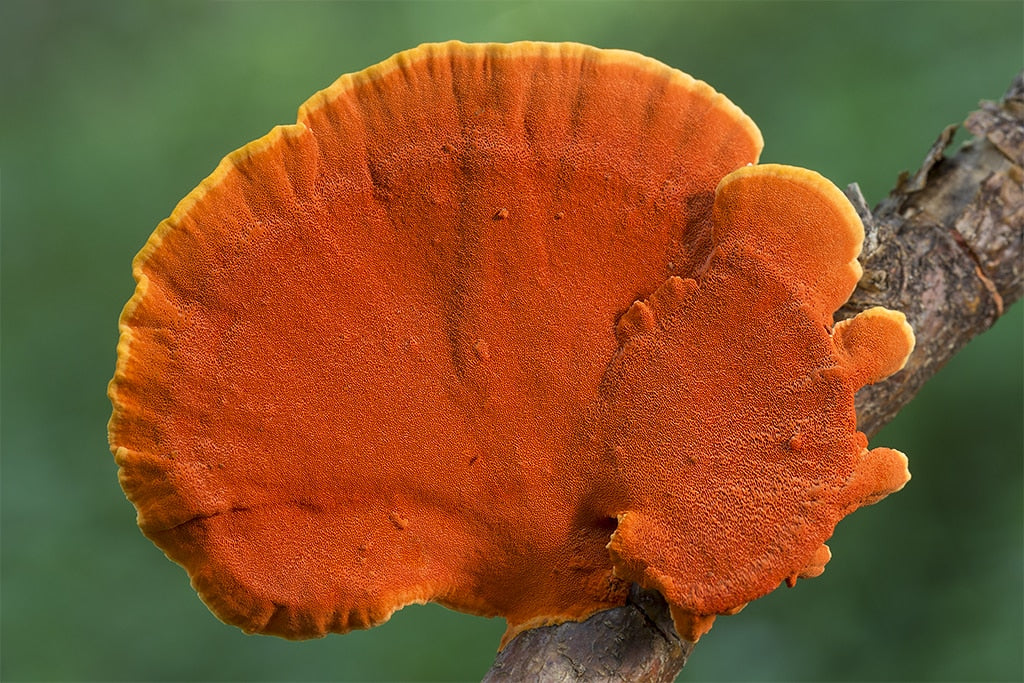 M9901 Pycnoporus sanguineus - Wood plugs - 1000 pcs