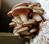 Blue-Grey Oyster Mushroom Grain Spawn